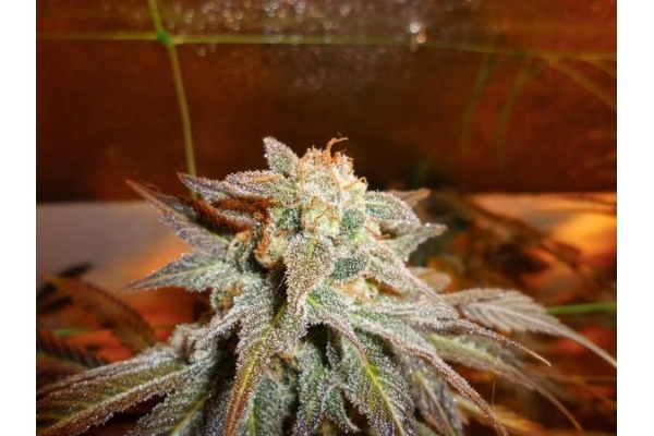 Royal Moby (Royal Queen Seeds) feminizada