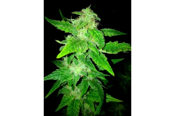 OG Kush (Royal Queen Seeds) feminizada OG Kush (Royal Queen Seeds) feminizada