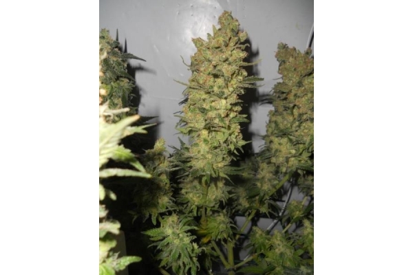 OG Kush (Royal Queen Seeds) feminizada OG Kush (Royal Queen Seeds) feminizada
