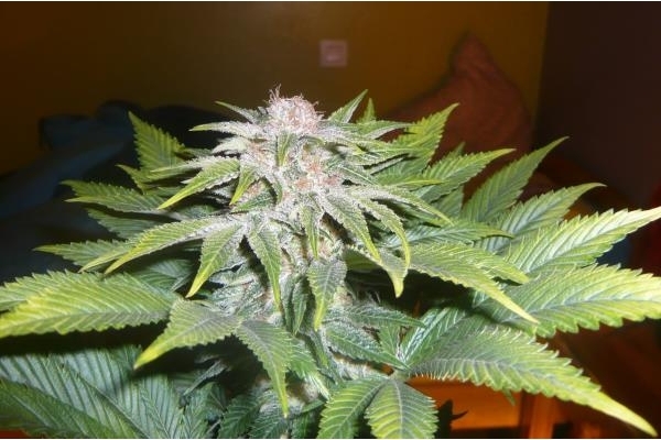 OG Kush (Royal Queen Seeds) feminizada OG Kush (Royal Queen Seeds) feminizada