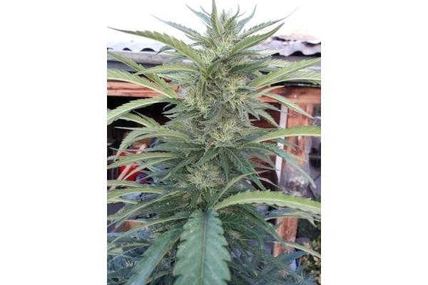 OG Kush (Royal Queen Seeds) feminizada OG Kush (Royal Queen Seeds) feminizada