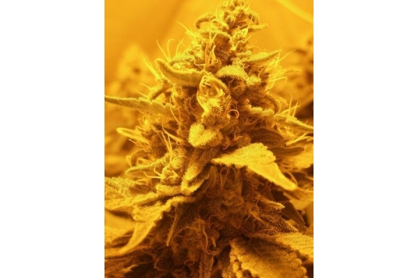 OG Kush (Royal Queen Seeds) feminizada OG Kush (Royal Queen Seeds) feminizada