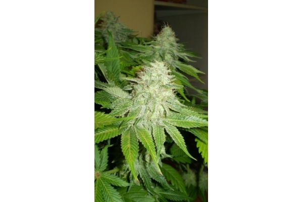 OG Kush (Royal Queen Seeds) feminizada