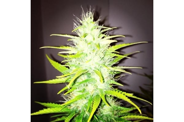Royal Dwarf Auto (Royal Queen Seeds) feminizada