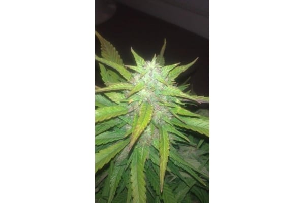 Royal Dwarf Auto (Royal Queen Seeds) feminizada