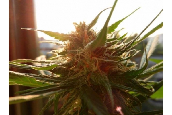 Royal Dwarf Auto (Royal Queen Seeds) feminizada