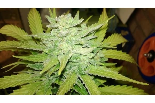 Royal Dwarf Auto (Royal Queen Seeds) feminizada
