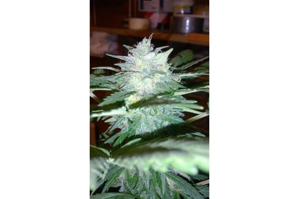 Royal Dwarf Auto (Royal Queen Seeds) feminizada