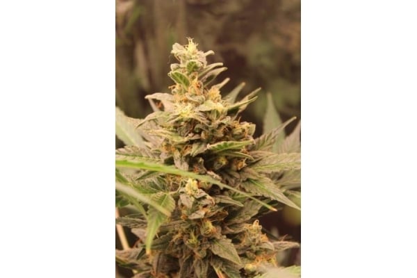 Easy Bud Auto (Royal Queen Seeds) feminizada Easy Bud Auto (Royal Queen Seeds) feminizada