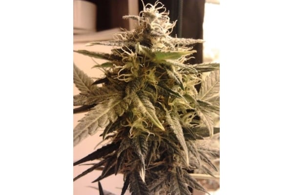 Easy Bud Auto (Royal Queen Seeds) feminizada Easy Bud Auto (Royal Queen Seeds) feminizada
