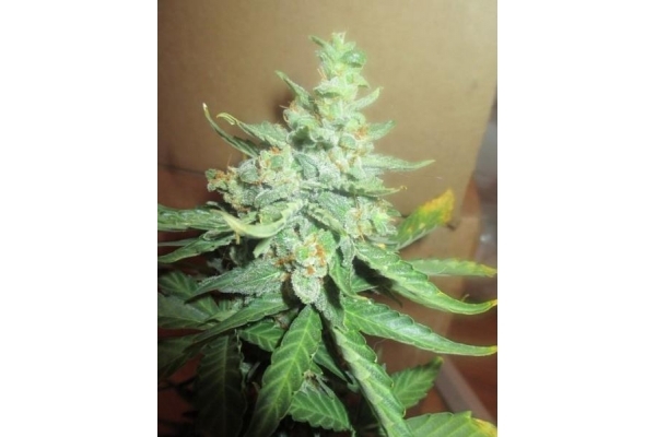 Easy Bud Auto (Royal Queen Seeds) feminizada