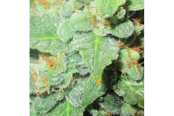 Easy Bud Auto (Royal Queen Seeds) feminizada