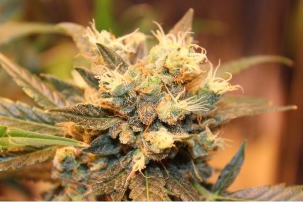 Easy Bud Auto (Royal Queen Seeds) feminizada Easy Bud Auto (Royal Queen Seeds) feminizada