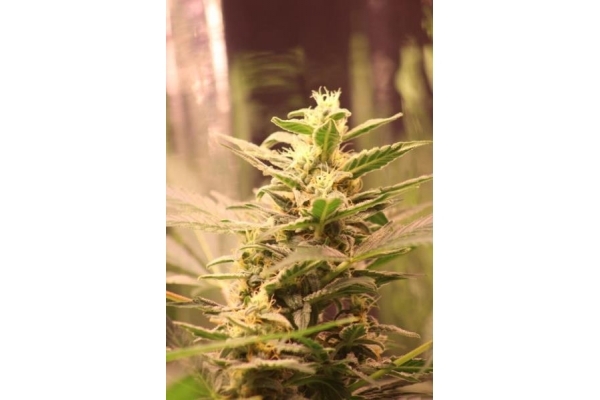 Easy Bud Auto (Royal Queen Seeds) feminizada Easy Bud Auto (Royal Queen Seeds) feminizada