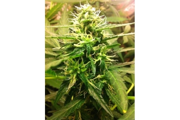 Quick One Auto (Royal Queen Seeds) feminizada Quick One Auto (Royal Queen Seeds) feminizada