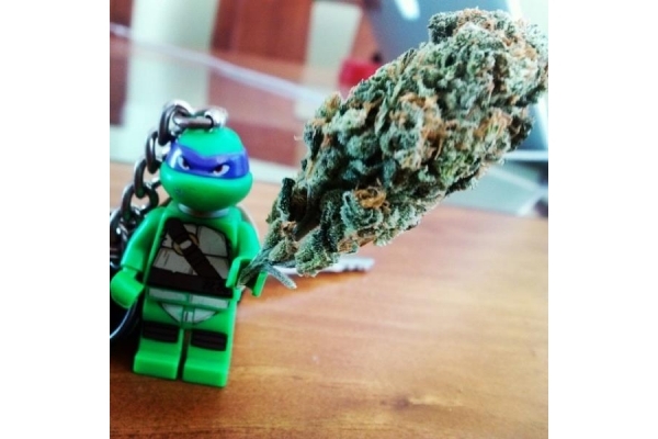 Quick One Auto (Royal Queen Seeds) feminizada Quick One Auto (Royal Queen Seeds) feminizada