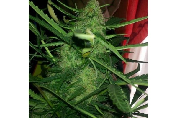Royal Critical Auto (Royal Queen Seeds) feminizada Royal Critical Auto (Royal Queen Seeds) feminizada
