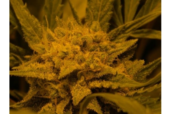 Royal Critical Auto (Royal Queen Seeds) feminizada Royal Critical Auto (Royal Queen Seeds) feminizada