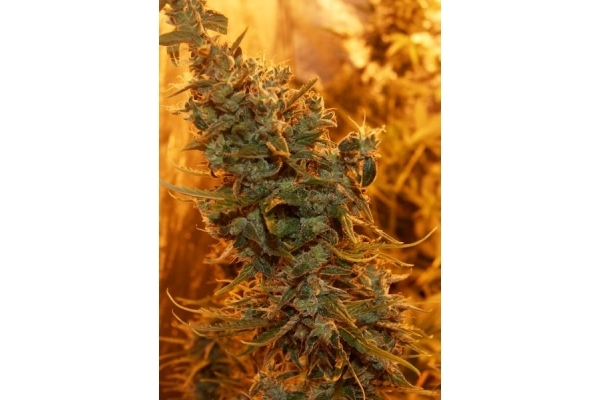 Royal Critical Auto (Royal Queen Seeds) feminizada