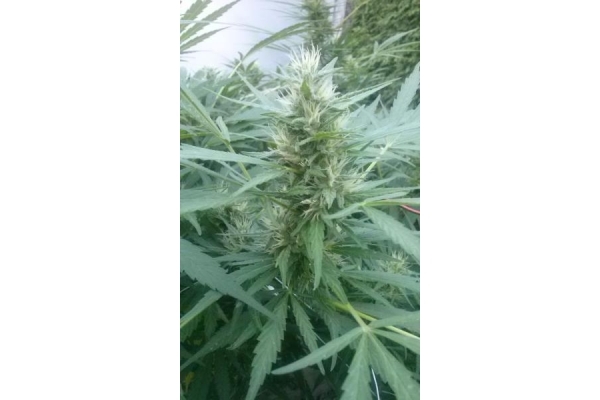 Royal Critical Auto (Royal Queen Seeds) feminizada Royal Critical Auto (Royal Queen Seeds) feminizada