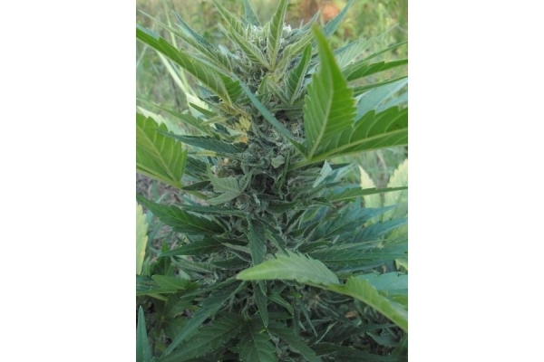 Royal Critical Auto (Royal Queen Seeds) feminizada Royal Critical Auto (Royal Queen Seeds) feminizada