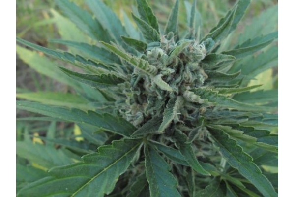Royal Critical Auto (Royal Queen Seeds) feminizada Royal Critical Auto (Royal Queen Seeds) feminizada
