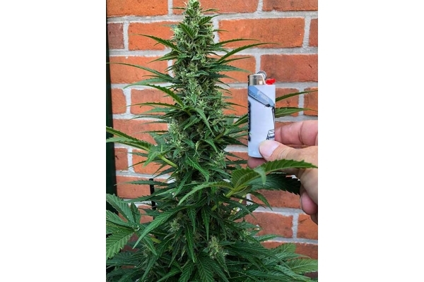 Northern Light Auto (Royal Queen Seeds) feminizada Northern Light Auto (Royal Queen Seeds) feminizada