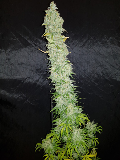 Northern Light Blue (Delicious Seeds) feminizada Northern Light Blue (Delicious Seeds) feminizada