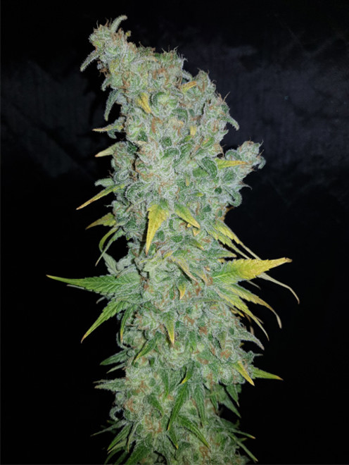 Northern Light Blue (Delicious Seeds) feminizada Northern Light Blue (Delicious Seeds) feminizada
