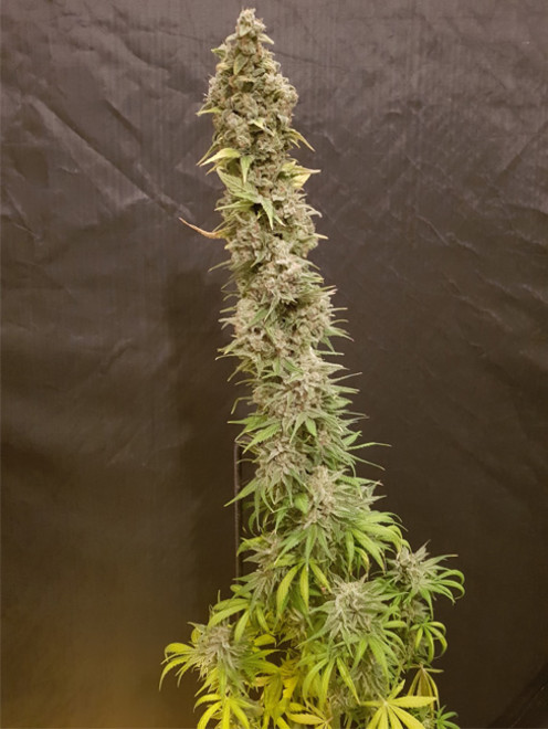 Northern Light Blue (Delicious Seeds) feminizada Northern Light Blue (Delicious Seeds) feminizada