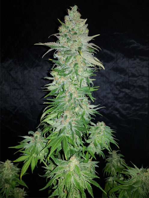 Northern Light Blue (Delicious Seeds) feminizada Northern Light Blue (Delicious Seeds) feminizada