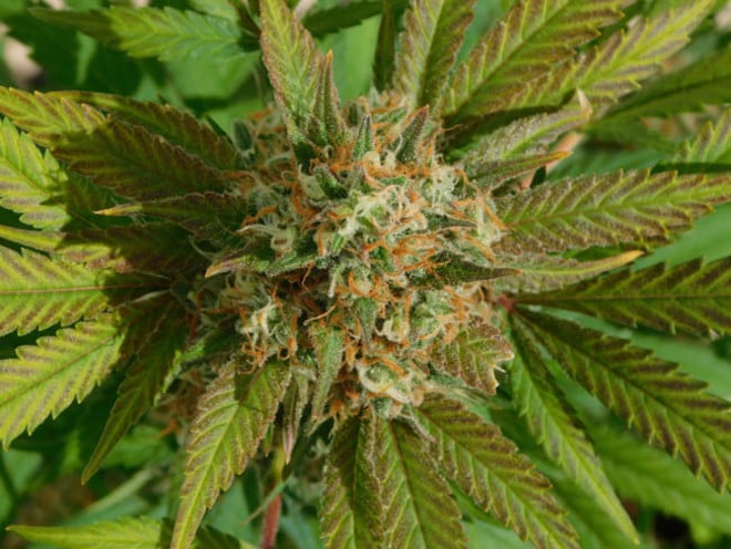 Raspberry Cough (Nirvana) feminizada Raspberry Cough (Nirvana) feminizada