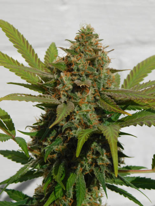 Raspberry Cough (Nirvana) feminizada Raspberry Cough (Nirvana) feminizada