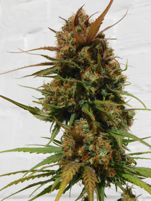 Raspberry Cough (Nirvana) feminizada Raspberry Cough (Nirvana) feminizada