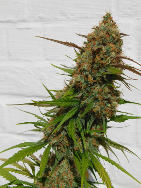 Raspberry Cough (Nirvana) feminizada Raspberry Cough (Nirvana) feminizada