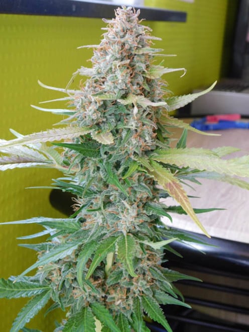 Raspberry Cough (Nirvana) feminizada Raspberry Cough (Nirvana) feminizada