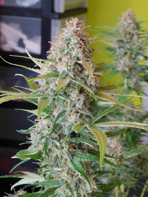 Raspberry Cough (Nirvana) feminizada Raspberry Cough (Nirvana) feminizada