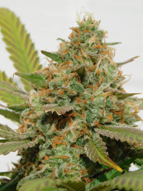 Raspberry Cough (Nirvana) feminizada Raspberry Cough (Nirvana) feminizada