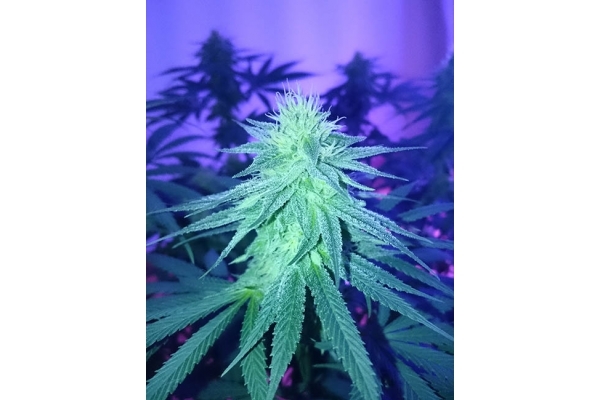 Haze Berry (Royal Queen Seeds) feminizada
