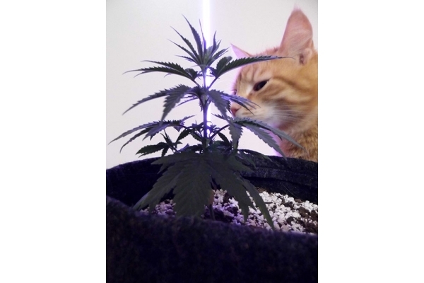 Haze Berry (Royal Queen Seeds) feminizada