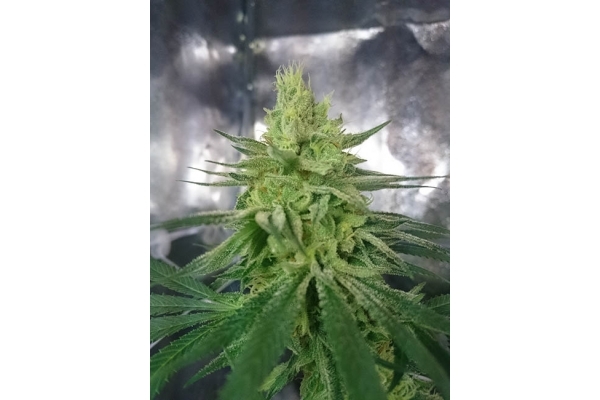 Haze Berry (Royal Queen Seeds) feminizada