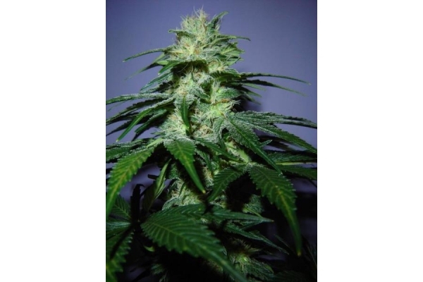 Nepal Jam (ACE Seeds) feminizada Nepal Jam (ACE Seeds) feminizada