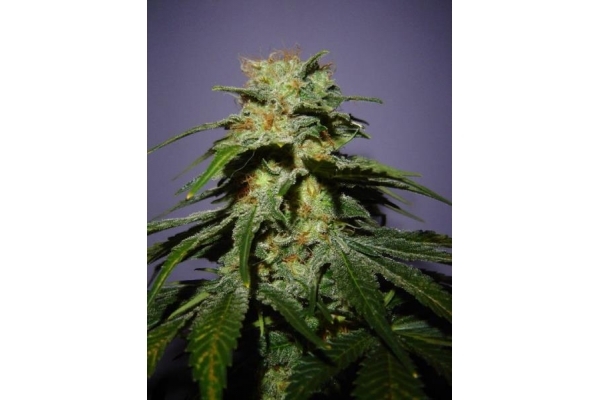 Nepal Jam (ACE Seeds) feminizada Nepal Jam (ACE Seeds) feminizada