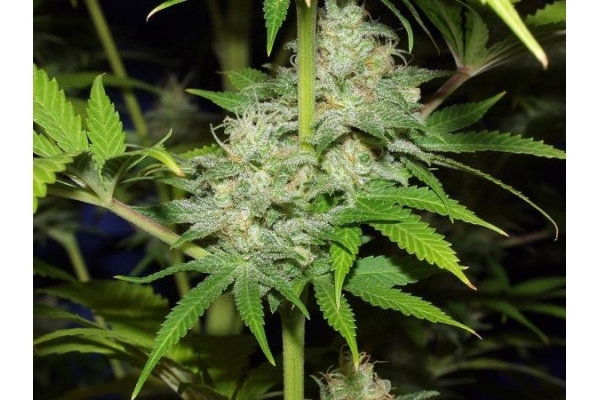 Nepal Jam (ACE Seeds) feminizada Nepal Jam (ACE Seeds) feminizada