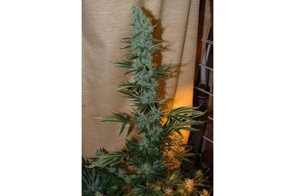 Nepal Jam (ACE Seeds) feminizada Nepal Jam (ACE Seeds) feminizada