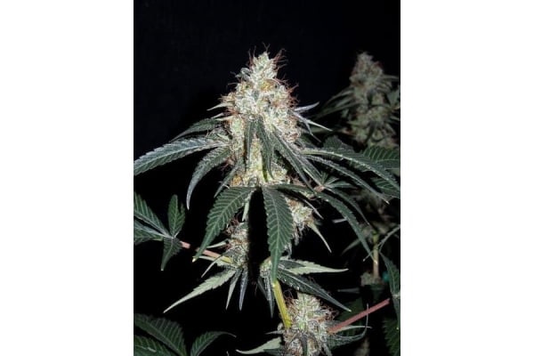 Nepal Jam (ACE Seeds) feminizada Nepal Jam (ACE Seeds) feminizada