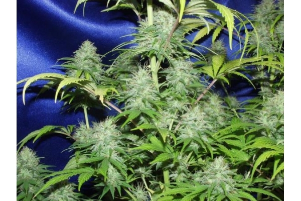 Nepal Jam (ACE Seeds) feminizada Nepal Jam (ACE Seeds) feminizada