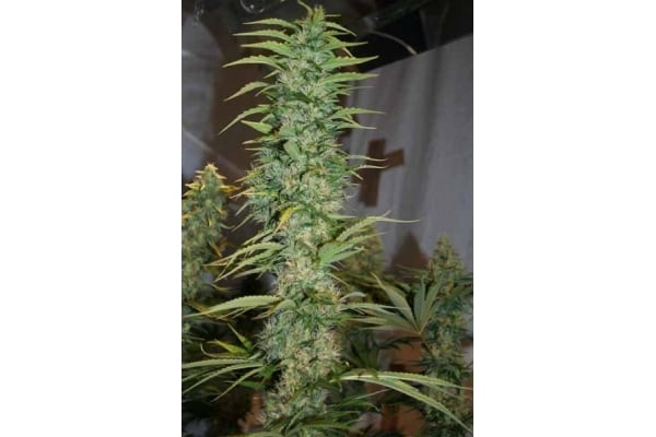 Orient Express (ACE Seeds) feminizada Orient Express (ACE Seeds) feminizada