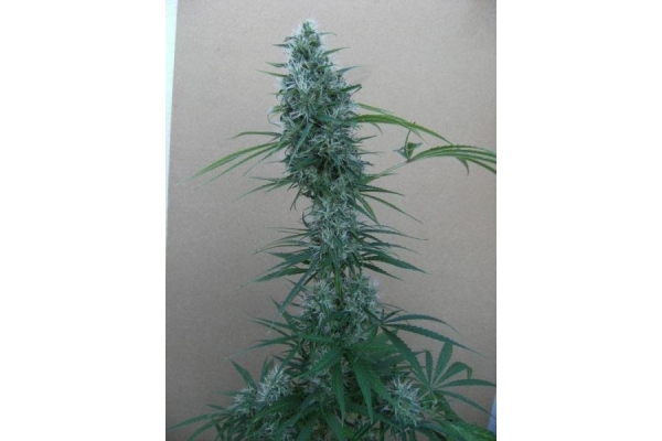 Orient Express (ACE Seeds) feminizada Orient Express (ACE Seeds) feminizada