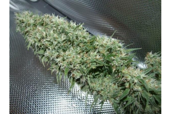 Orient Express (ACE Seeds) feminizada Orient Express (ACE Seeds) feminizada